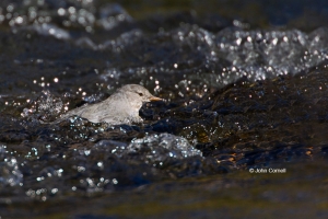 American-Dipper;Cinclus-mexicanus;Dipper;Feeding-Behavior;River;Water-Flow;Yello